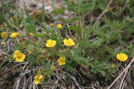 Image of Potentilla crantzii (Crantz) Beck