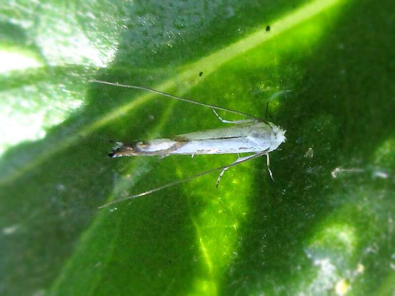 Image of Lyonetia prunifoliella Hübner 1796