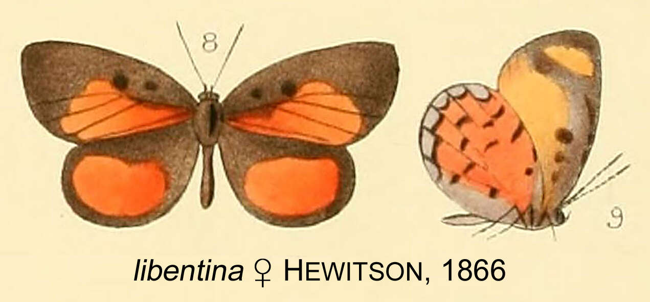 Imagem de Mimeresia libentina (Hewitson 1866)