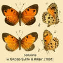 Sivun Mimeresia cellularis (Kirby 1890) kuva