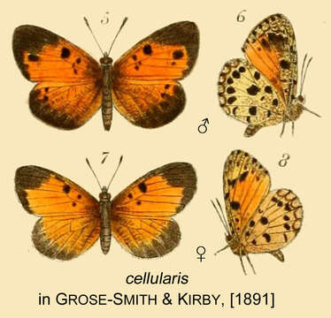 Sivun Mimeresia cellularis (Kirby 1890) kuva