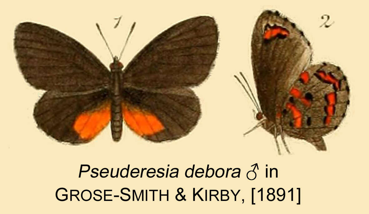 Image of Mimeresia debora (Kirby 1890)