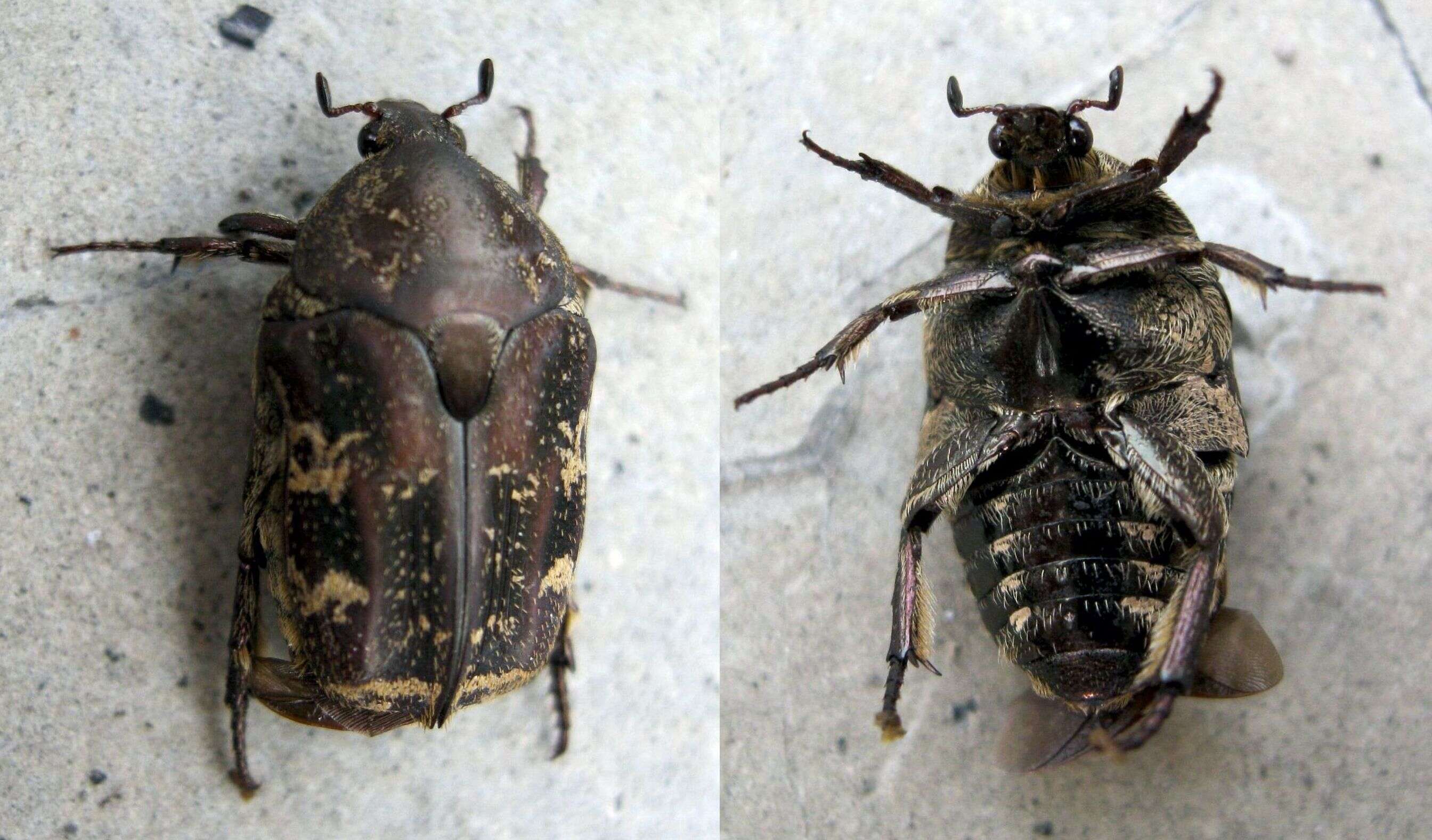 Image of Asian mango flower beetle