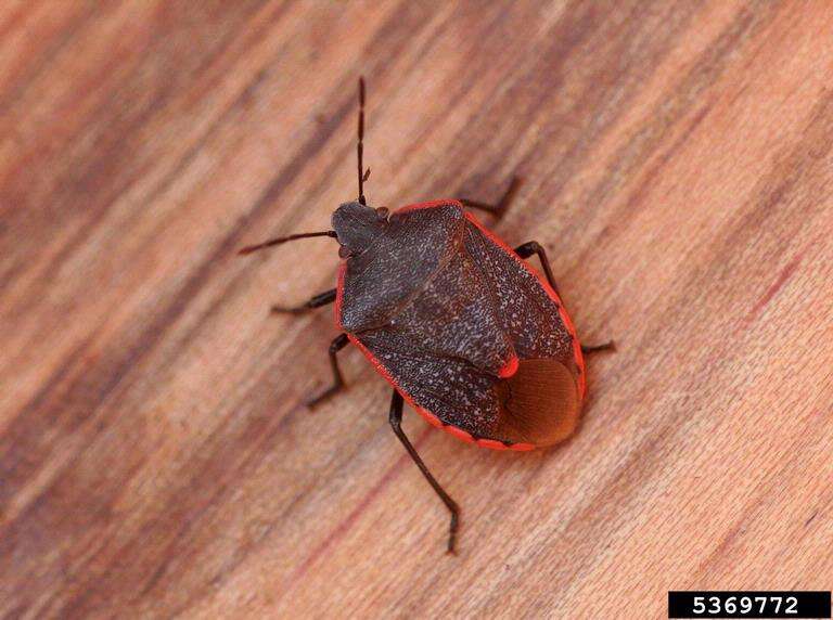 Image of Conchuela Bug