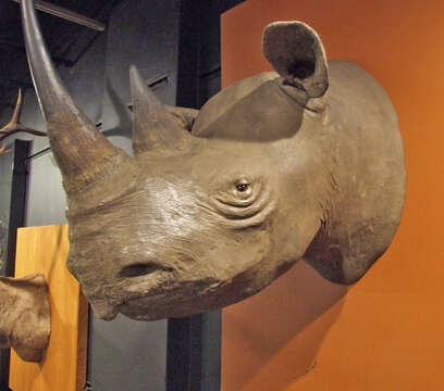 Image of Black Rhinoceros