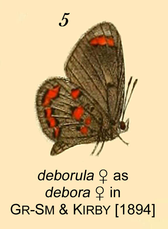 Image of Mimeresia debora (Kirby 1890)