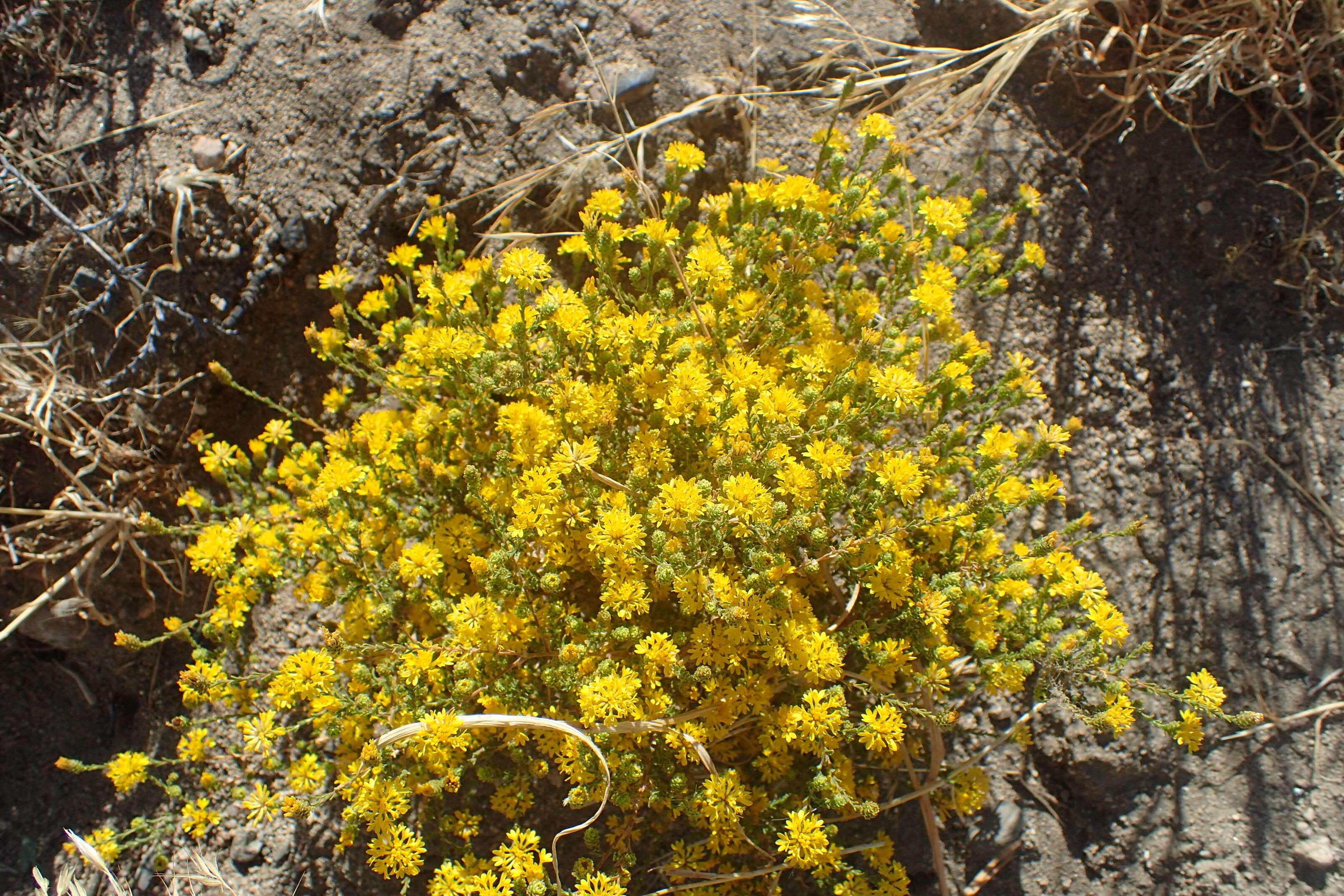 Image de Lessingia glandulifera A. Gray