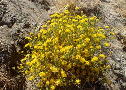 Image de Lessingia glandulifera A. Gray