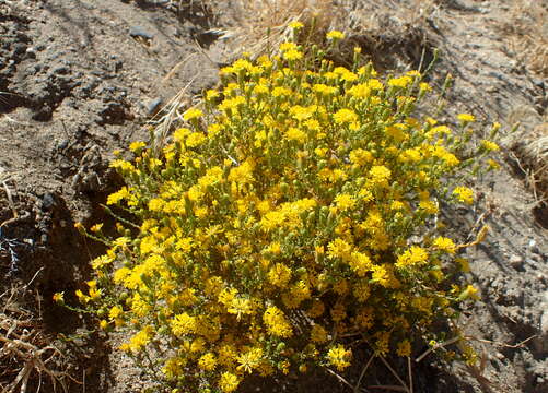 Lessingia glandulifera A. Gray resmi