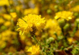 Image de Lessingia glandulifera A. Gray