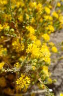 Image de Lessingia glandulifera A. Gray