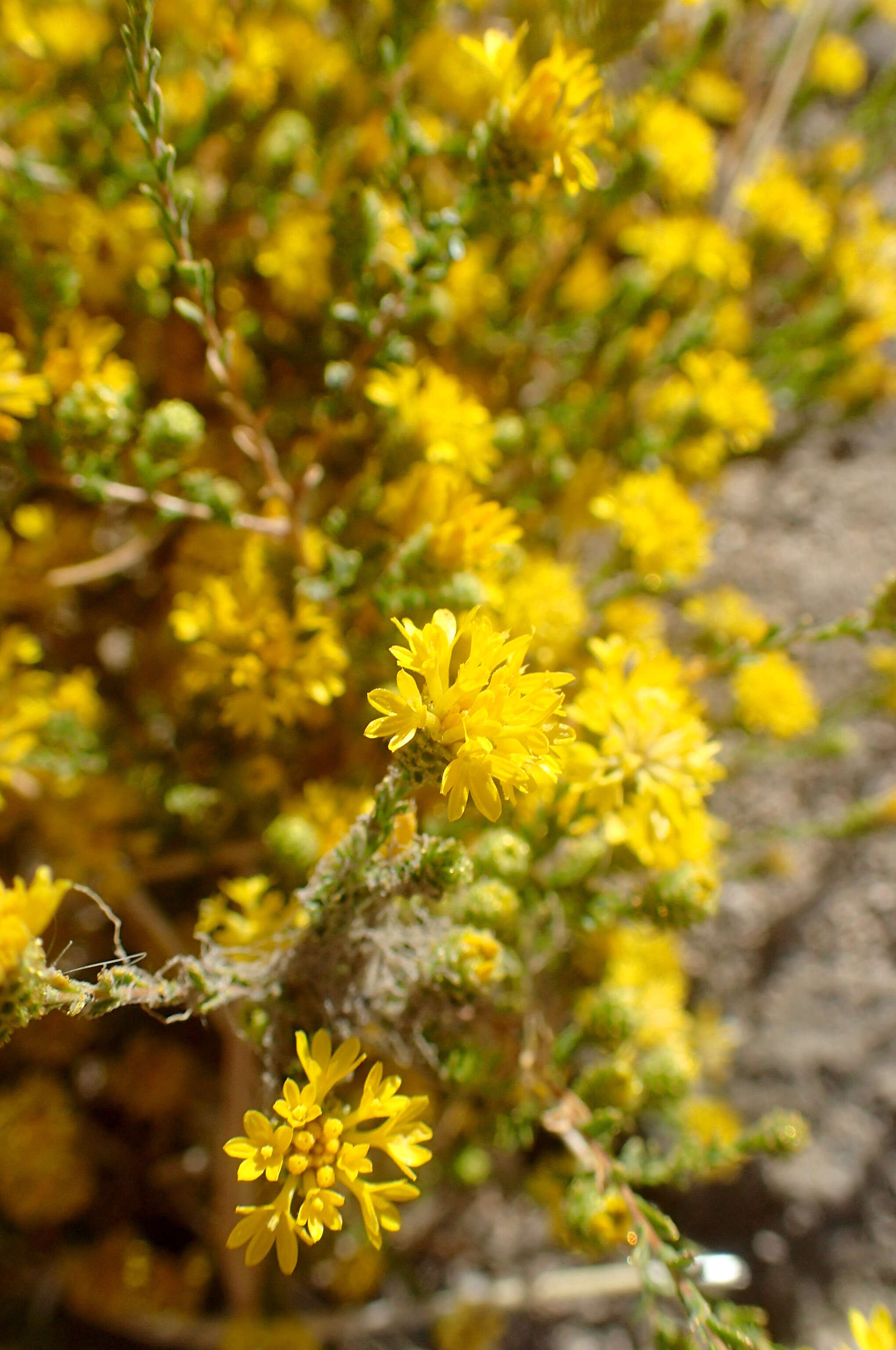 Image de Lessingia glandulifera A. Gray