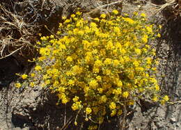 Image de Lessingia glandulifera A. Gray