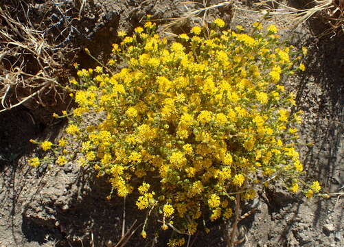 Lessingia glandulifera A. Gray resmi