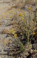 Image of alkali goldenbush