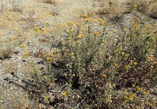 Image of alkali goldenbush