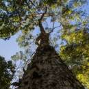 Image of Terminalia acuminata Eichl.