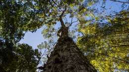 Imagem de Terminalia acuminata Eichl.