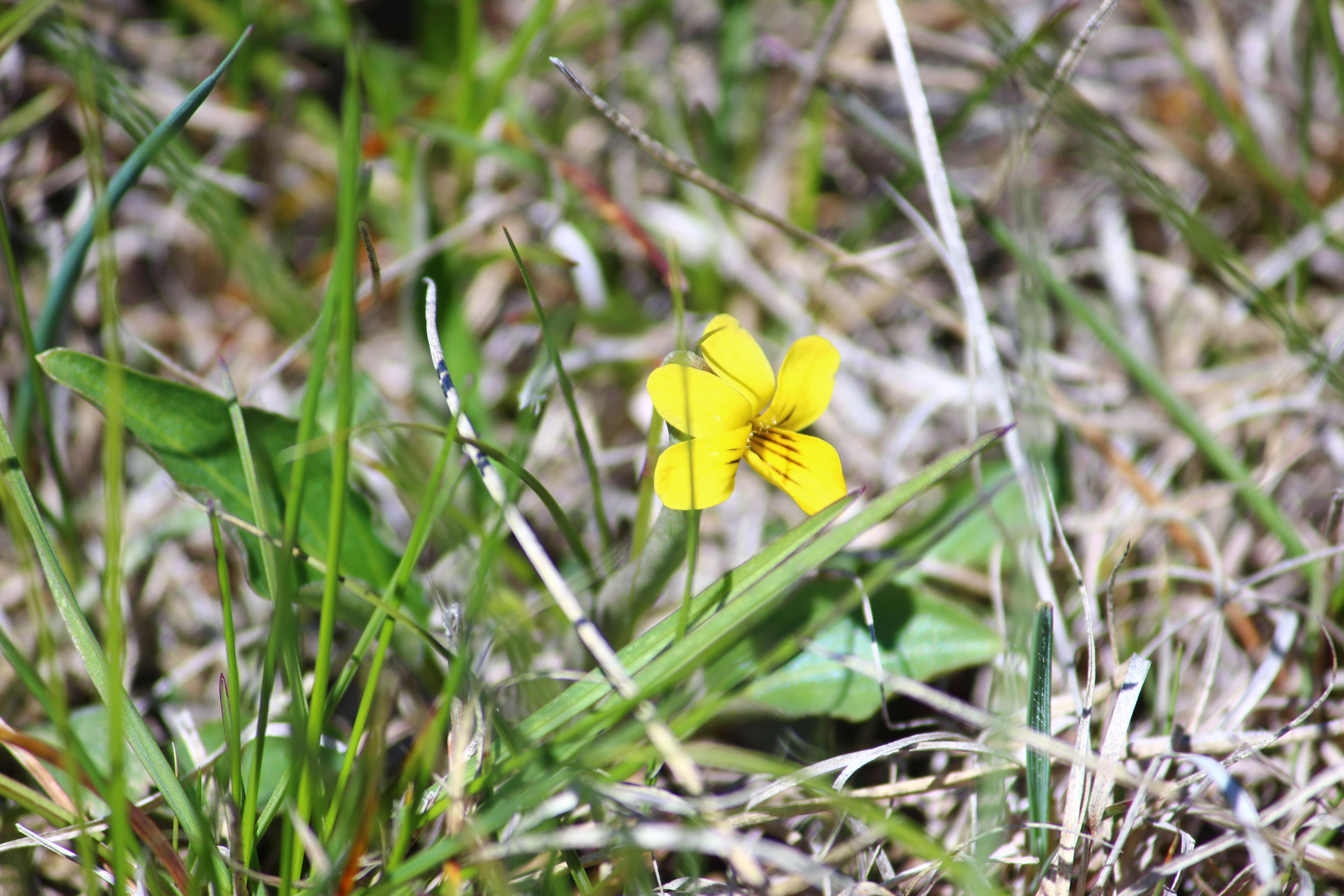 Image of Nuttall's violet