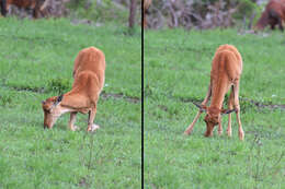 Imagem de Damaliscus lunatus (Burchell 1823)