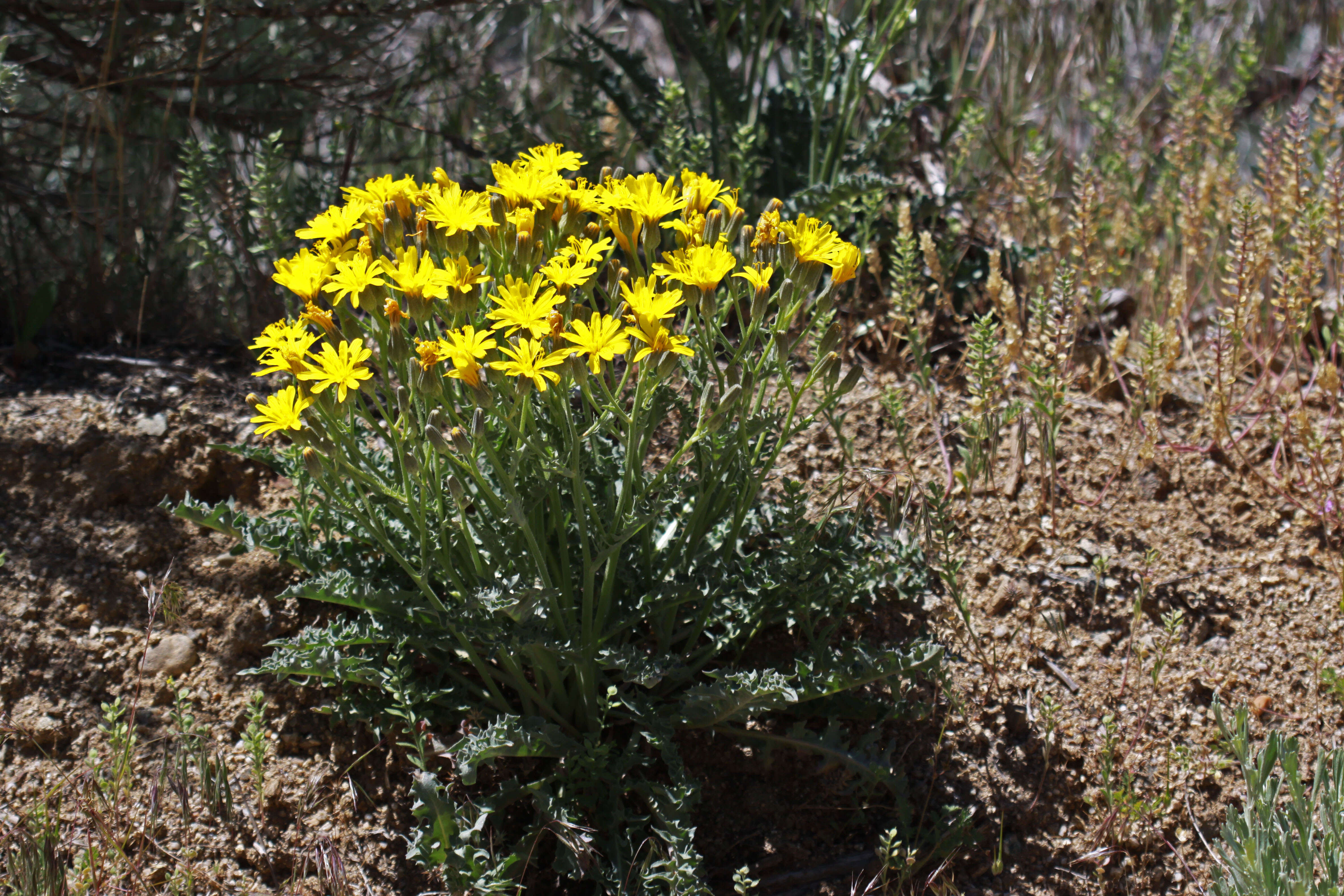 Image of largeflower hawksbeard