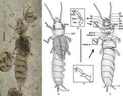 Image of earwigs