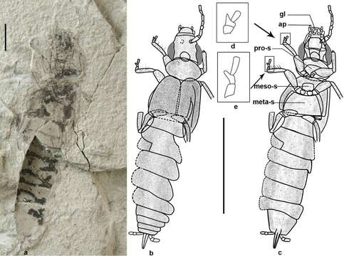 Image of earwigs