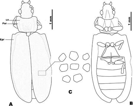 Image of Ommatidae