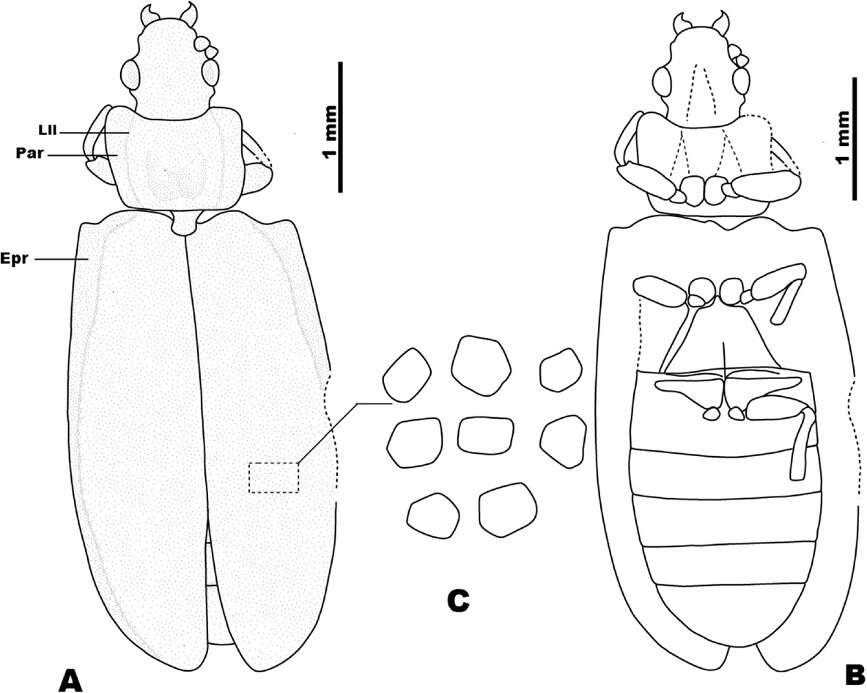 Image of Ommatidae