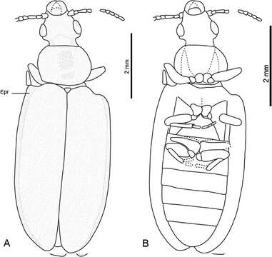 Image of Ommatidae