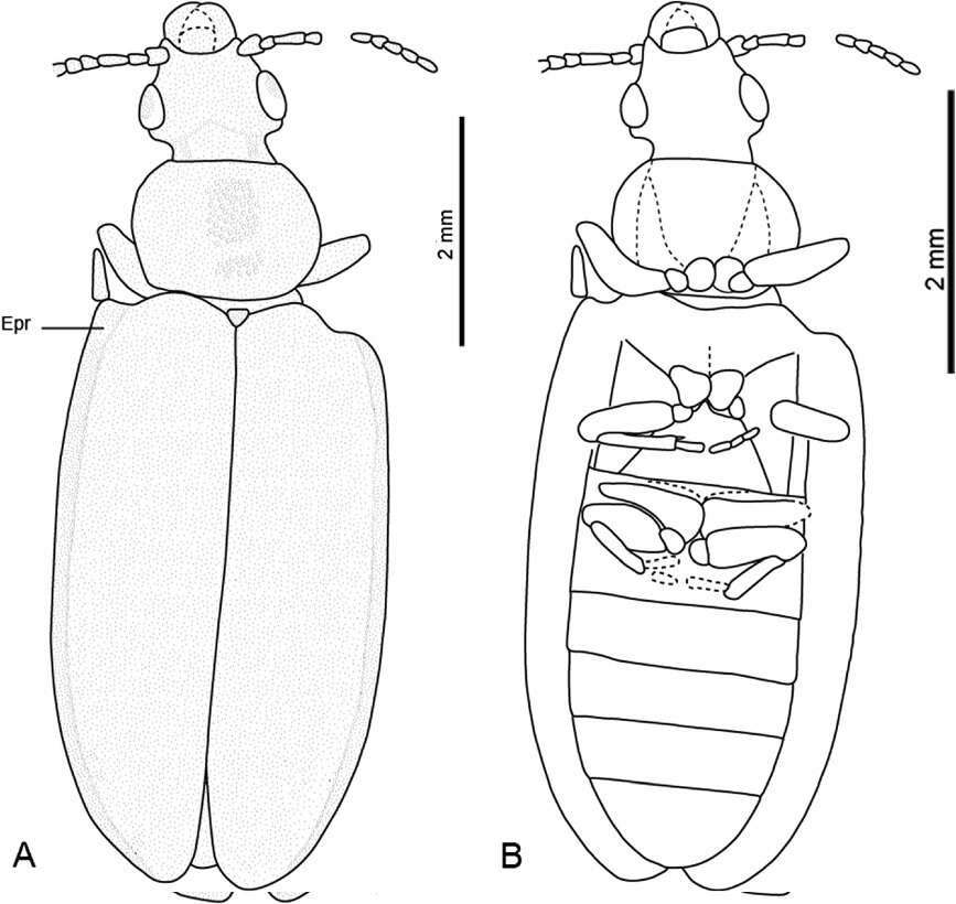 Image of Ommatidae