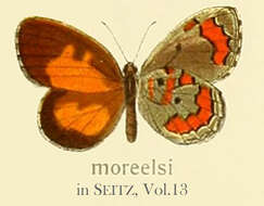 Image of Mimeresia moreelsi