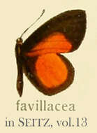 Image of Mimeresia favillacea