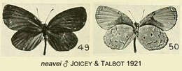 Imagem de Mimeresia neavei (Joicey & Talbot 1921)