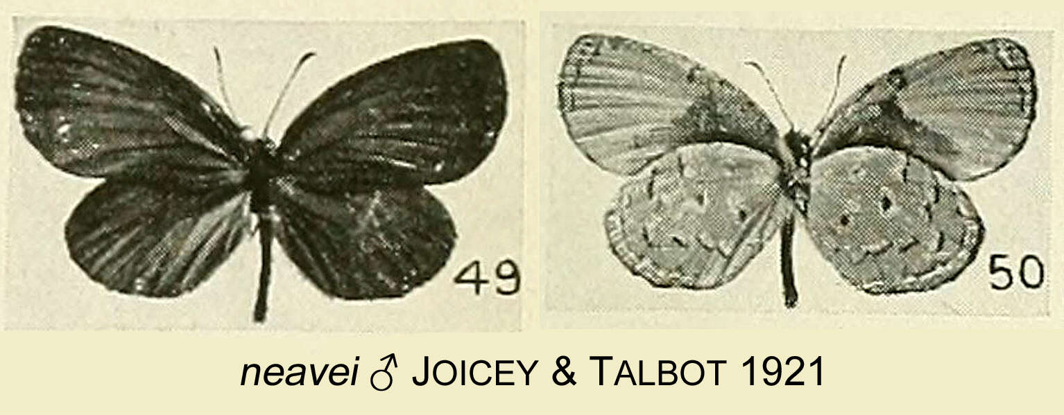 Image of Mimeresia neavei (Joicey & Talbot 1921)