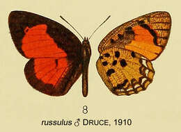 Image of Mimeresia russulus (Druce 1910)