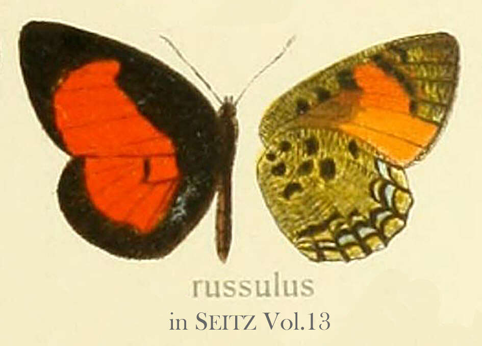 Image of Mimeresia russulus (Druce 1910)