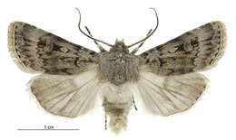 صورة Agrotis admirationis Guenée 1868