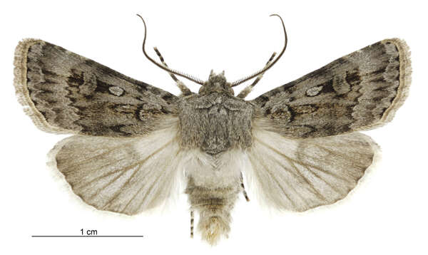 صورة Agrotis admirationis Guenée 1868