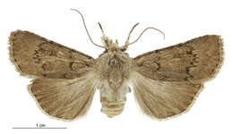 صورة Agrotis admirationis Guenée 1868