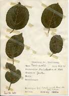 Image of Stigmella incognitella (Herrich-Schäffer 1855) van Nieukerken 1986