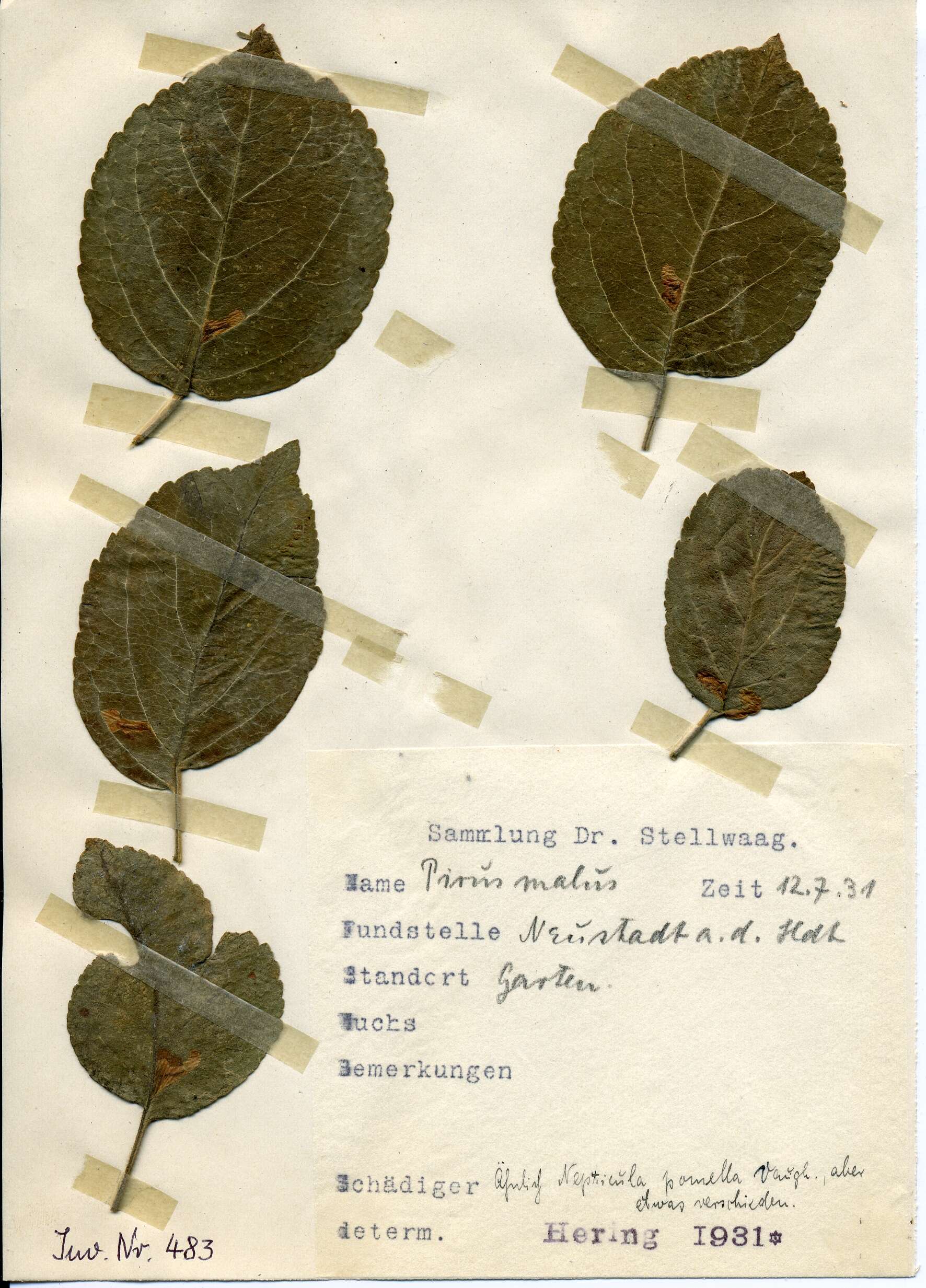 Imagem de Stigmella incognitella (Herrich-Schäffer 1855) van Nieukerken 1986