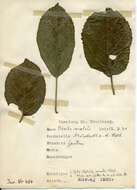 Image of Stigmella incognitella (Herrich-Schäffer 1855) van Nieukerken 1986