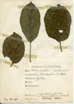 Imagem de Stigmella incognitella (Herrich-Schäffer 1855) van Nieukerken 1986