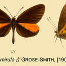 Image of Mimeresia semirufa (Smith & Kirby 1889)