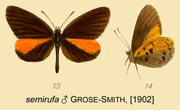 Image of Mimeresia semirufa (Smith & Kirby 1889)