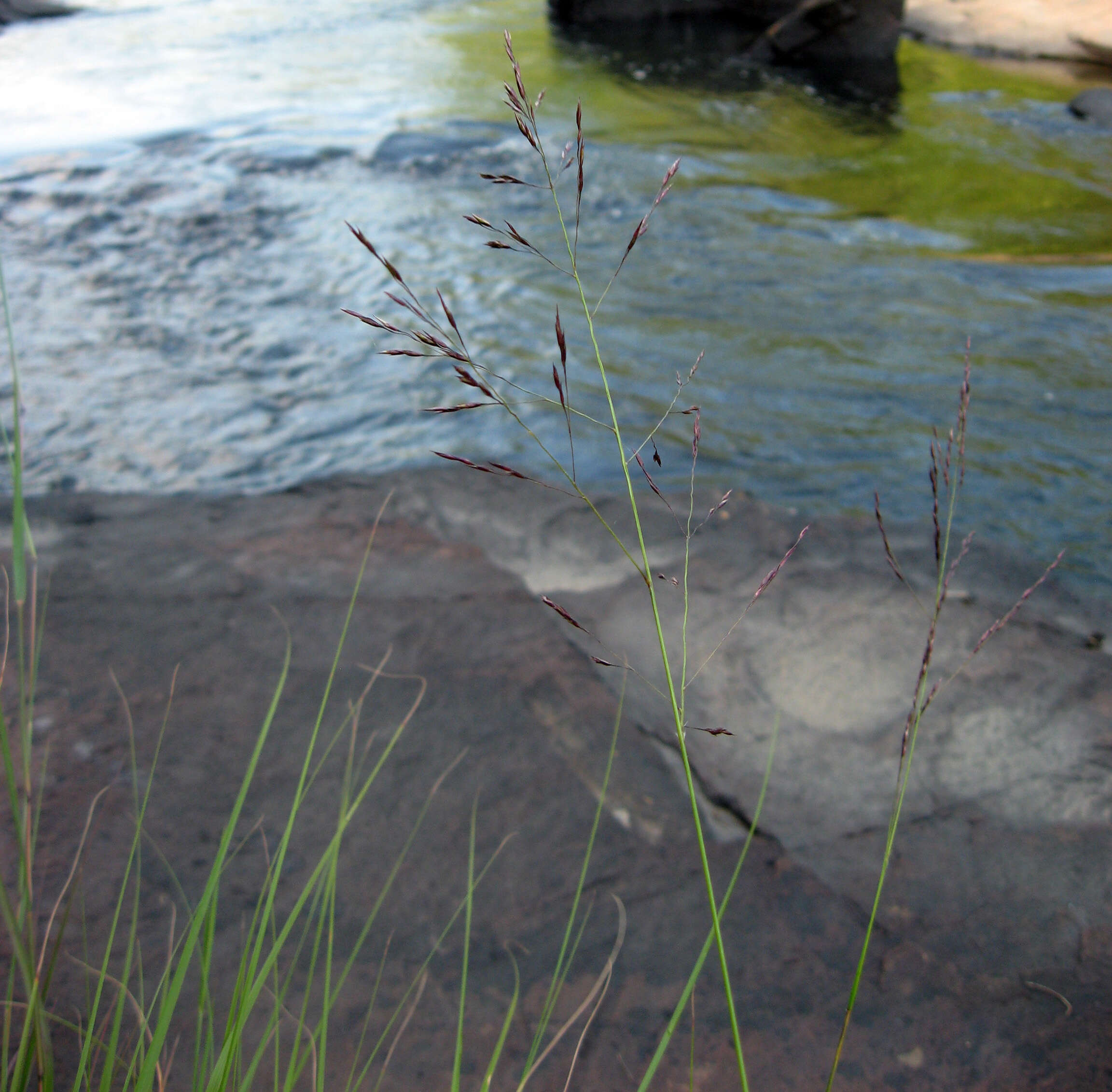 Image of Cumberland Sand-Reed