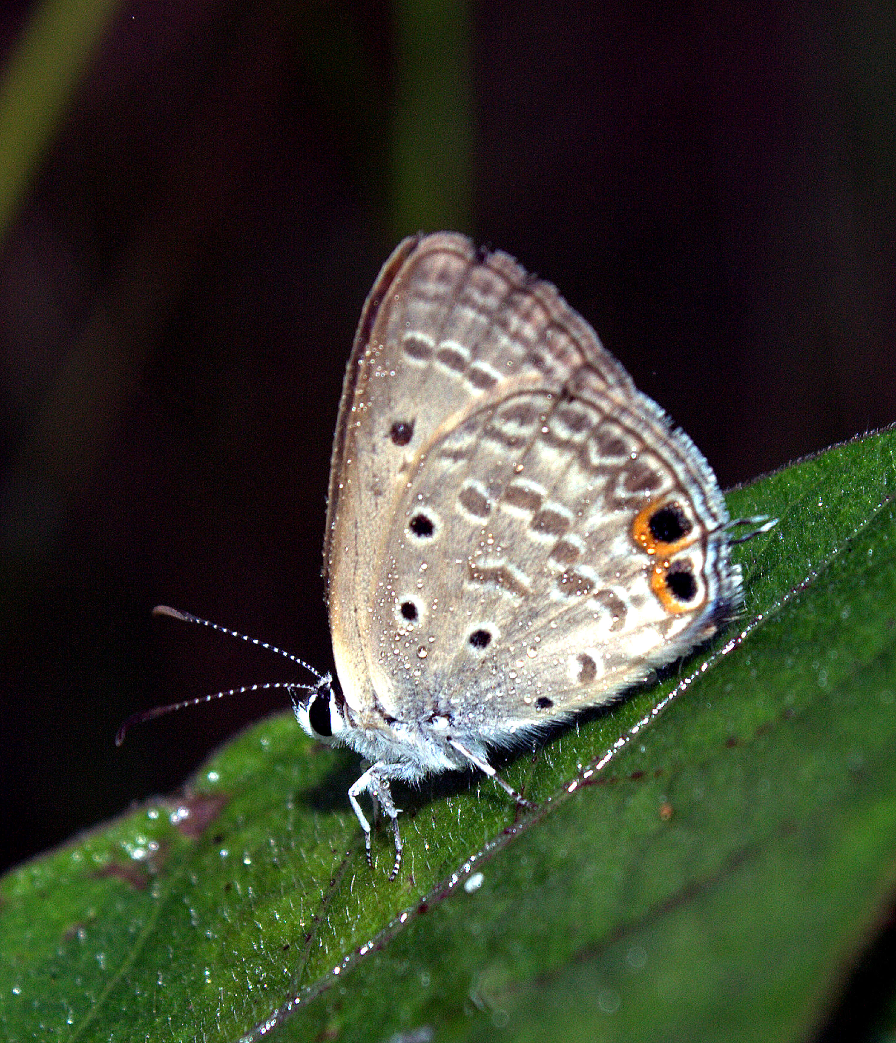 صورة Euchrysops cnejus (Fabricius 1798)