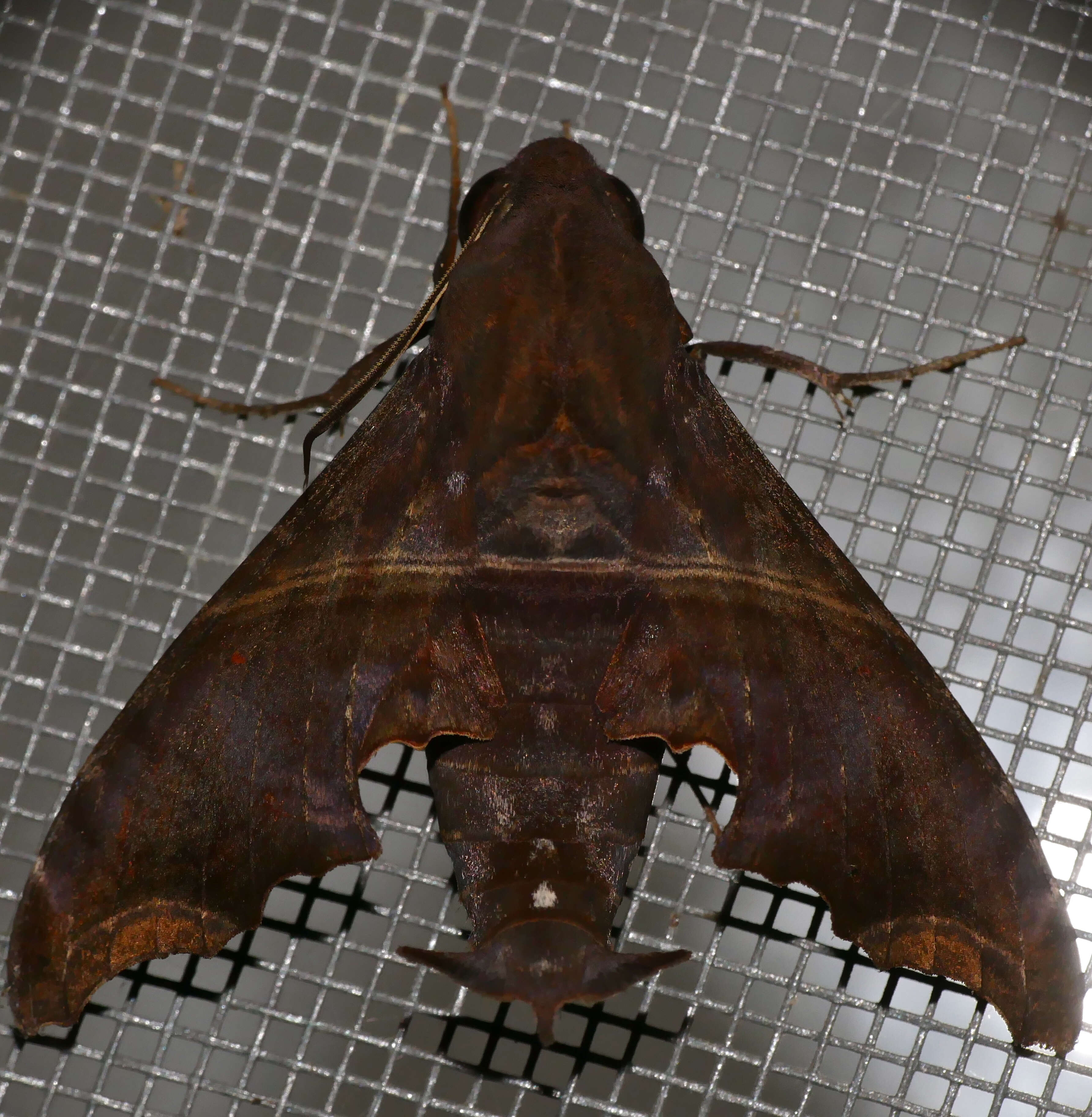 Image of Enyo ocypete (Linnaeus 1758)