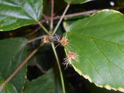 Image de Acalypha wilkesiana Müll. Arg.